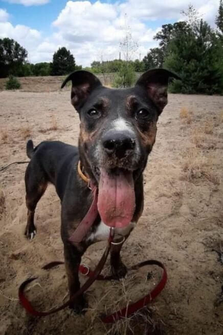 Nico do adopcji