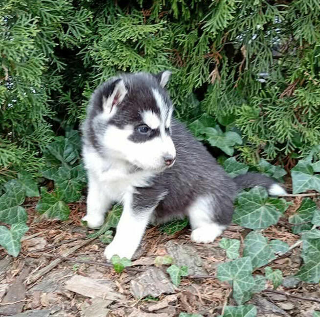 Siberian husky girl