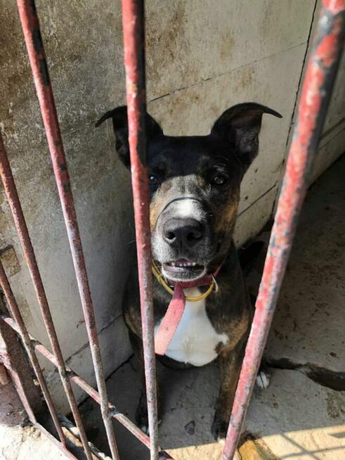 Nico do adopcji
