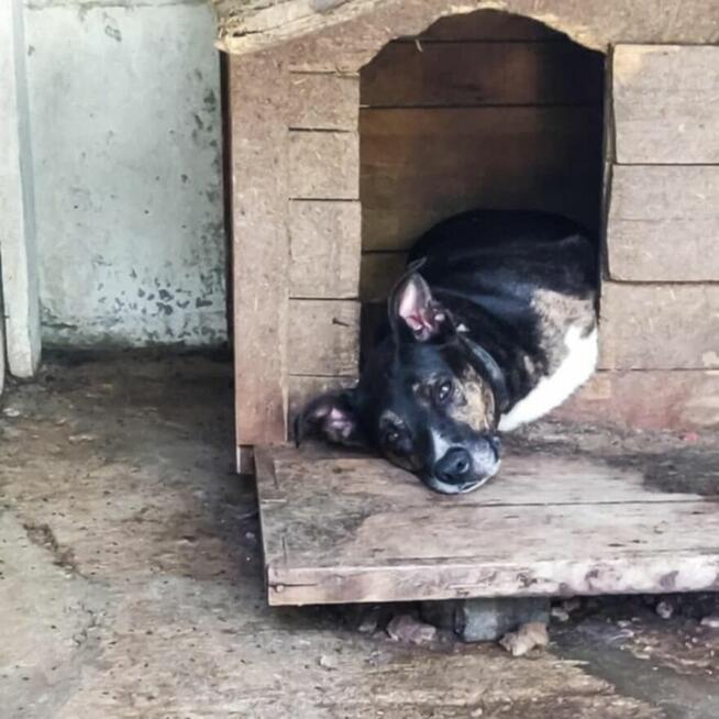 Nico do adopcji