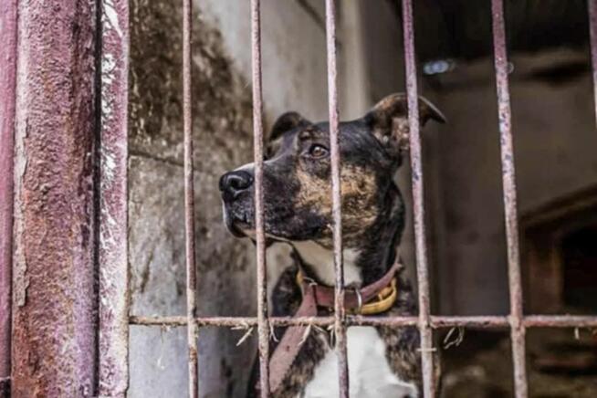 Nico do adopcji