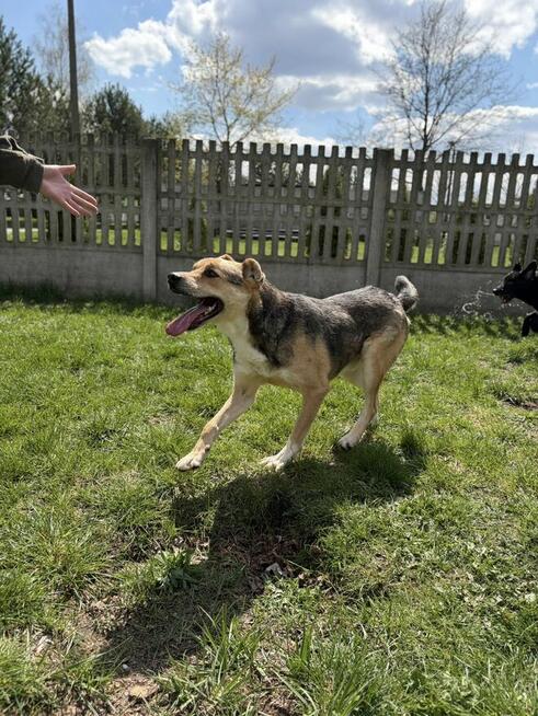 Pilne!! Timon przesympatyczny psiak czeka na adopcję Aga Boz