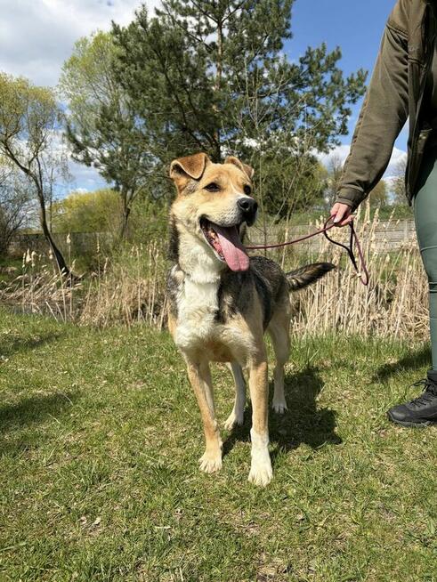 Pilne!! Timon przesympatyczny psiak czeka na adopcję Aga Boz