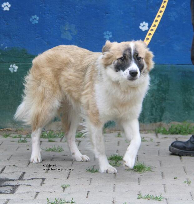 Cukierek