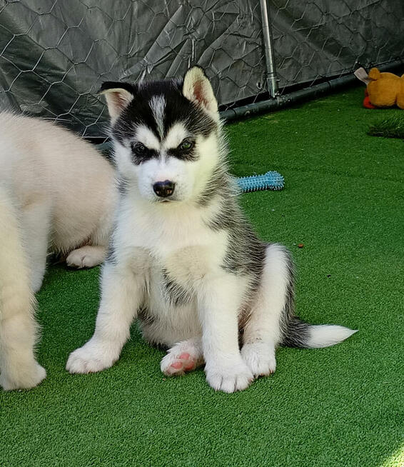 Siberian husky boy Sonic