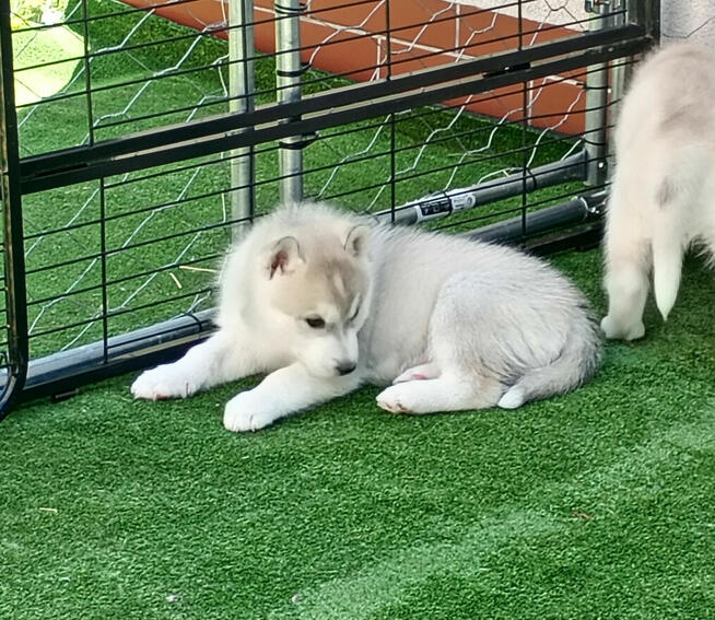 SIBERIAN HUSKY BOY