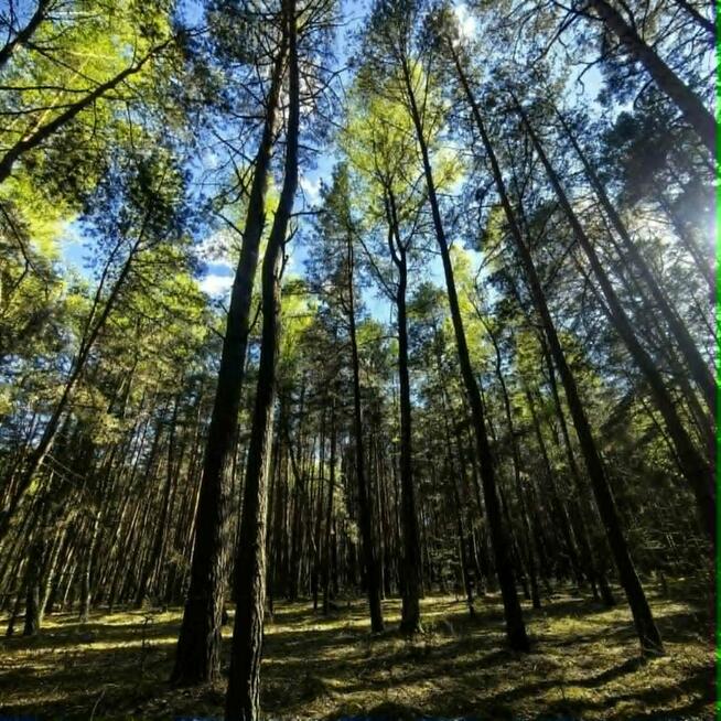 Działka budowlana w lesie z WZ pod dom 7900m