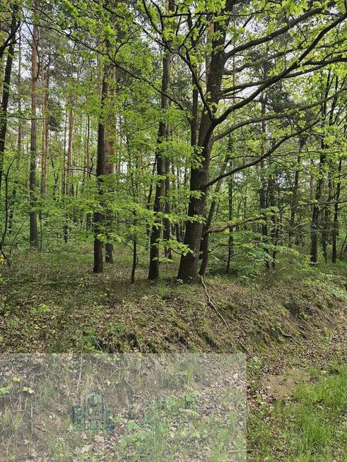 Leśna działka na sprzedaż
