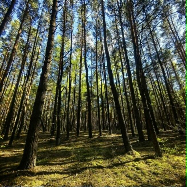 Działka budowlana w lesie z WZ pod dom 7900m