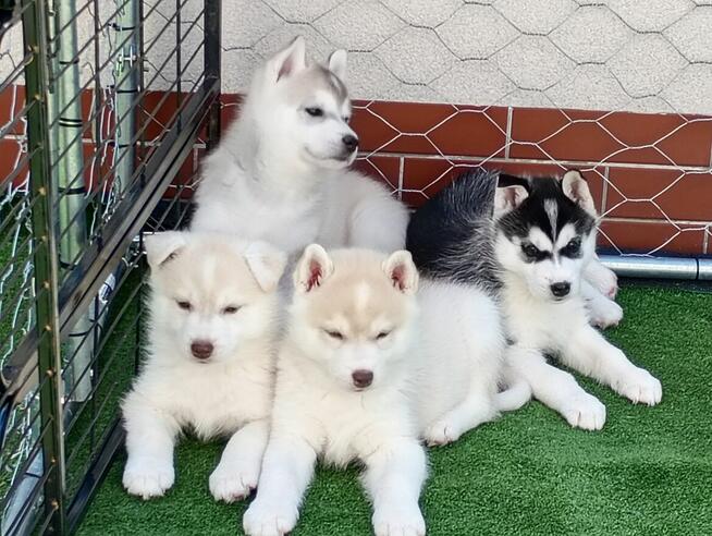 SIBERIAN HUSKY BOY