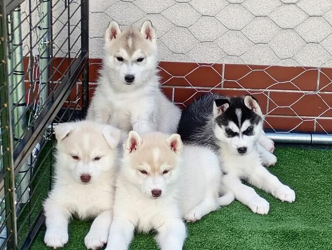 SIBERIAN HUSKY BOY