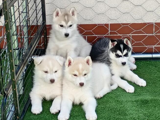 Siberian husky girl