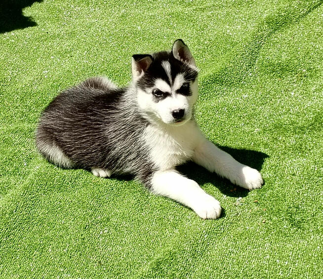 Siberian husky boy Sonic
