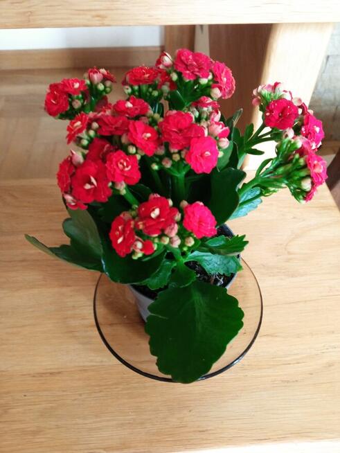 Geranium pachnące cytrynką