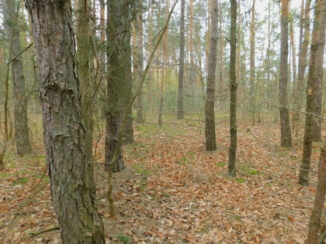Syndyk sprzeda - Radom, ul. Andersena