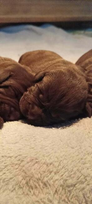 Labrador Retriever Zkwp/FCI - czekoladowe szczeniaki