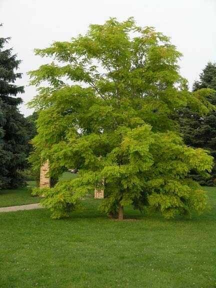 Nasiona AKACJA ROBINIA -250szt +gratis