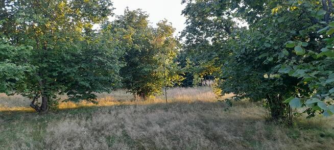 Ładna, uzbrojona działka pod lasem-33a-Wilczopole