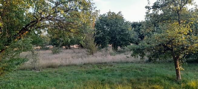 Ładna, uzbrojona działka pod lasem-33a-Wilczopole