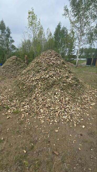 Zrębka sosnowa, 35zl/m3