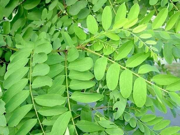 Nasiona AKACJA ROBINIA -250szt +gratis