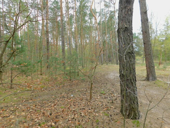 Syndyk sprzeda - Radom, ul. Andersena