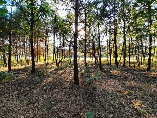 Działka budowlana 904 m² – spokojna okolica, dojaz