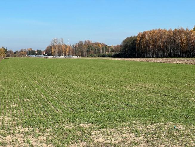Działka Wola Gutowska gm. Jedlińsk