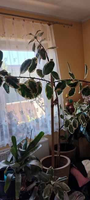 Kwiat doniczkowy Ficus elastica Tineke