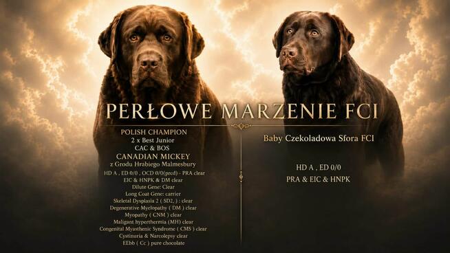 Labrador Retriever Zkwp/FCI - czekoladowe szczeniaki