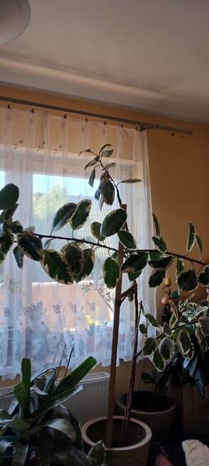 Kwiat doniczkowy Ficus elastica Tineke