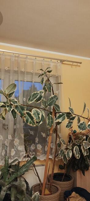 Kwiat doniczkowy Ficus elastica Tineke
