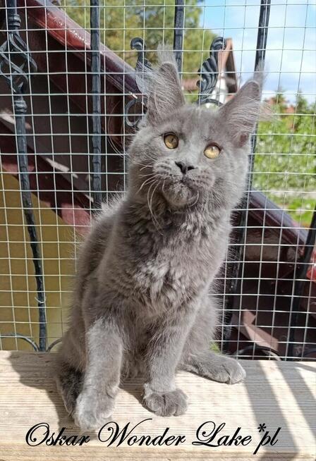 Towarzyski niebieski kocurek Maine Coon - FPL