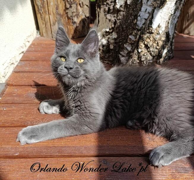 Mruczący niebieski Maine Coon - FPL