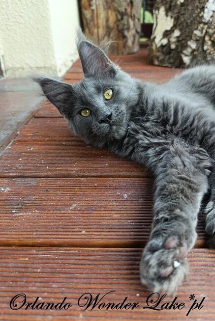 Mruczący niebieski Maine Coon - FPL