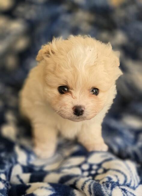Szpic miniaturowy, pomeranian suczka