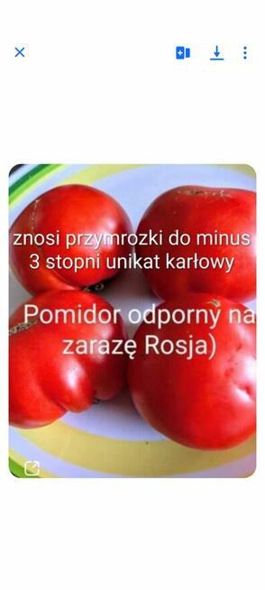 Ogórki rosyjskie odporne na zarazę Palczik Kustowoj inne