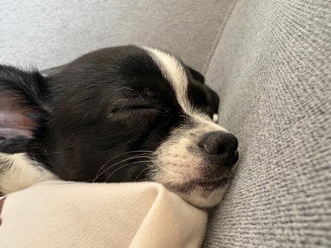 Śliczna suczka Chihuahua