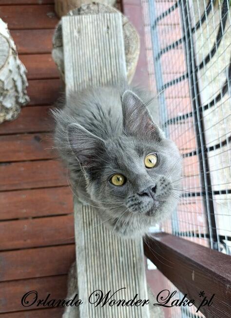 Mruczący niebieski Maine Coon - FPL