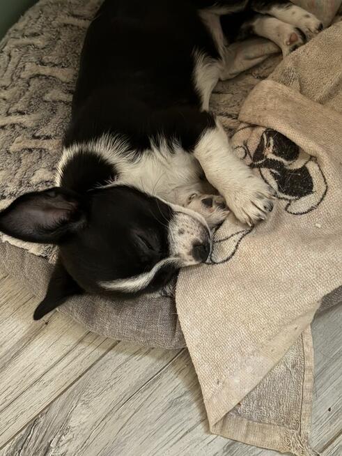 Śliczna suczka Chihuahua