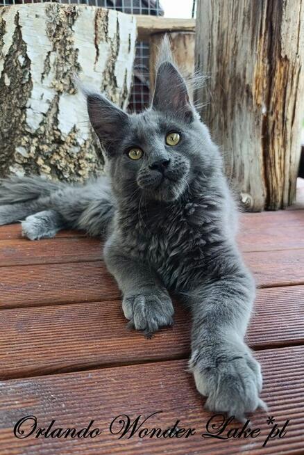 Mruczący niebieski Maine Coon - FPL