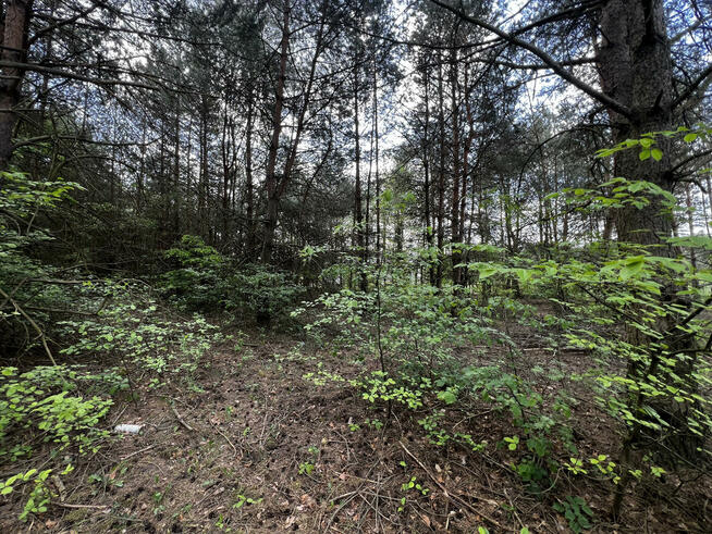 Działka 1500 m2 w leśniej miejscowości Wężyk k.Grodziska Maz