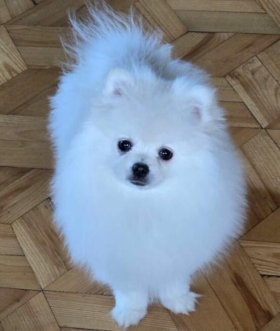 Szpic miniaturowy, pomeranian suczka