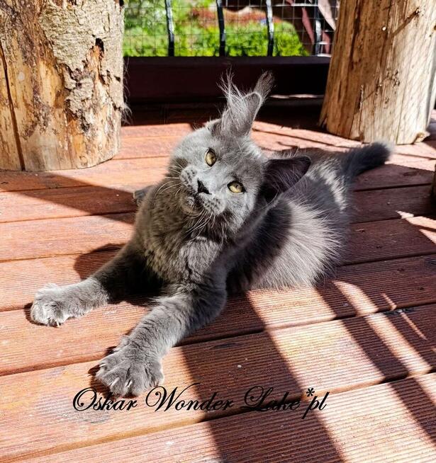 Towarzyski niebieski kocurek Maine Coon - FPL