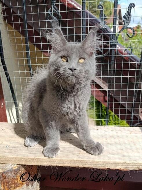 Towarzyski niebieski kocurek Maine Coon - FPL