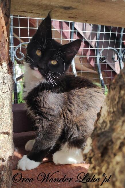 Pieścioch - Czarno biały kocurek Maine Coon - FPL