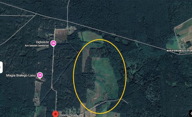 Górny Gród - Puszcza Bialowieska , dzalka 23,2674