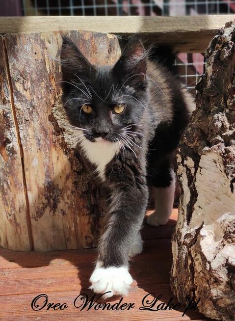 Pieścioch - Czarno biały kocurek Maine Coon - FPL