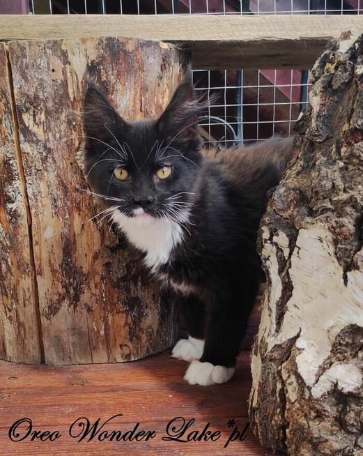 Pieścioch - Czarno biały kocurek Maine Coon - FPL