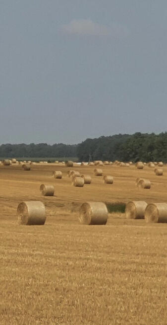 Sprzedam słomę baloty 160/120 lub wymiana za obornik